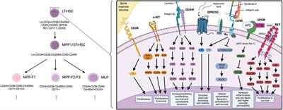 Frontiers Markers For Human Haematopoietic Stem Cells The Disconnect